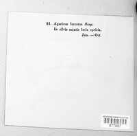 Laccaria laccata image